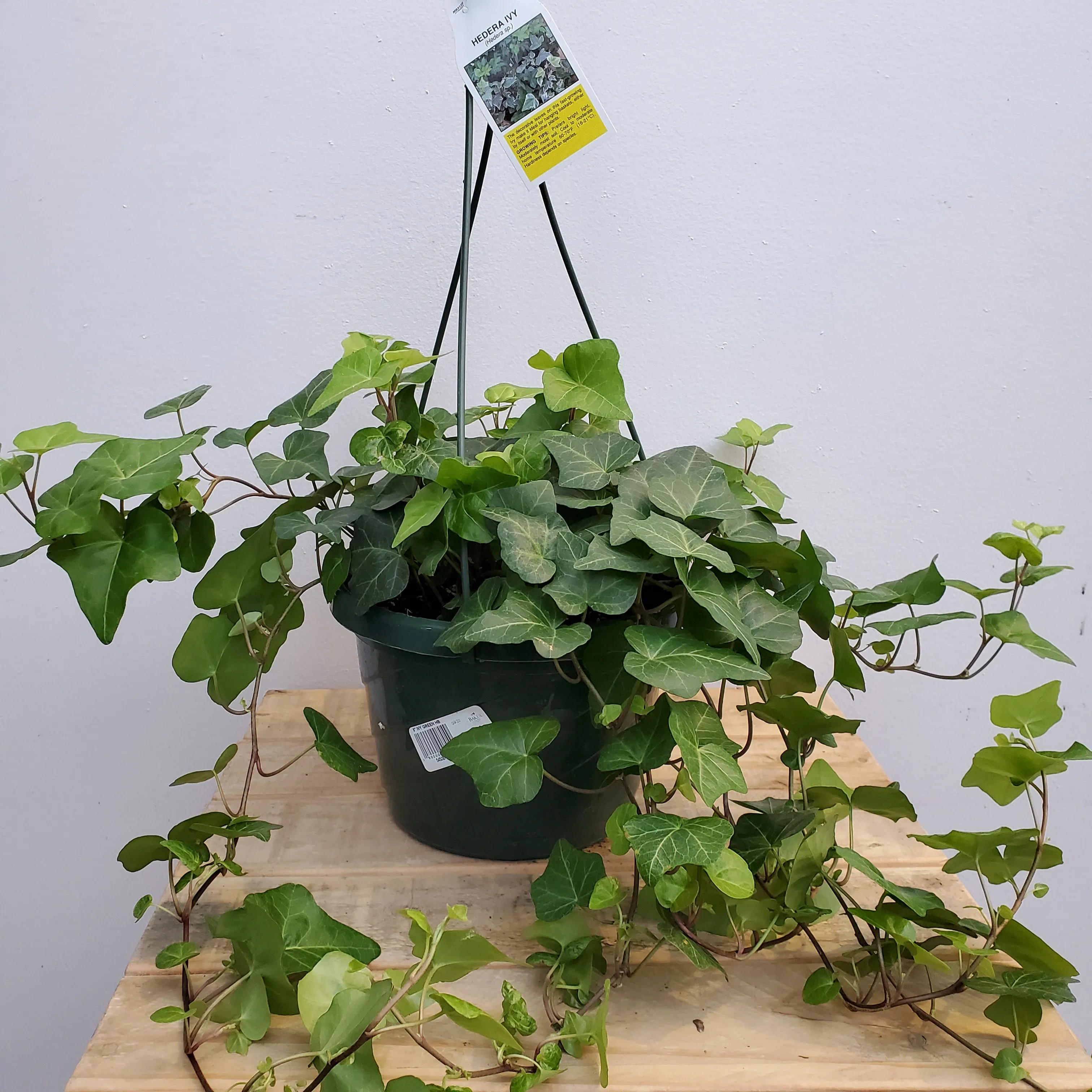 8" english  ivy hb